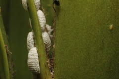 Dysmicoccus macrozamiae