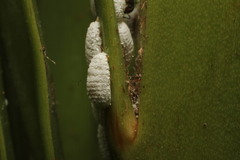 Dysmicoccus macrozamiae