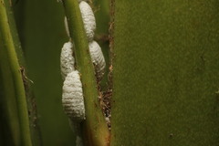 Dysmicoccus macrozamiae
