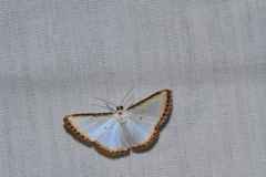 Leuciris