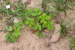 Ipomoea pes-tigridis