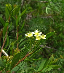Spiraea lasiocarpa