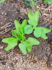 Ipomoea pes-tigridis