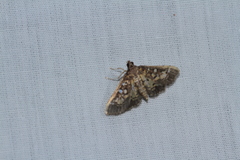 Pyraloidea