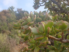 Crassula ovata