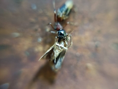 Myrmarachne elongata