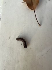 Anisota virginiensis