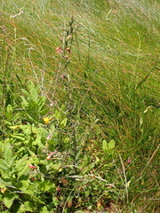 Oenothera stricta