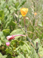 Oenothera stricta