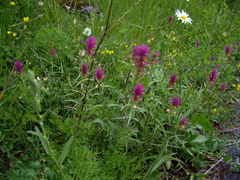 Melampyrum arvense