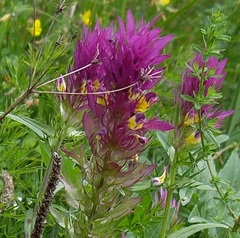 Melampyrum arvense