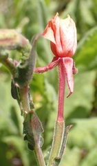 Oenothera stricta
