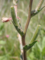 Oenothera stricta