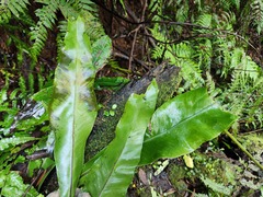 Asplenium nidus