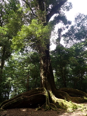 Castanopsis carlesii