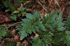 Selaginella willdenowii