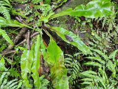 Asplenium nidus
