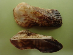 Arca noae