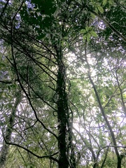 Melicytus ramiflorus