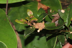 Codonanthopsis crassifolia