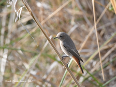 Phoenicurus ochruros