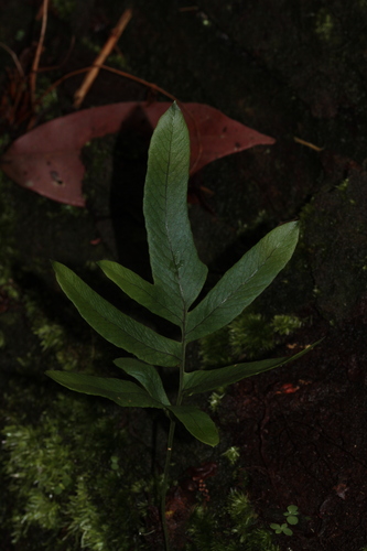 Tapered polypody (Serpocaulon attenuatum)