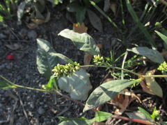 Persicaria tomentosa