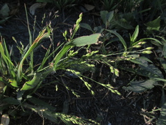 Panicum miliaceum ruderale