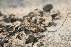 Sitana