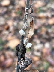 Metepeira labyrinthea