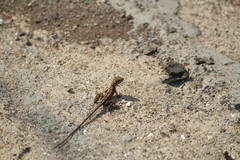 Sitana