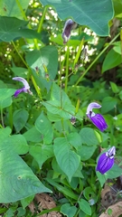 Brillantaisia