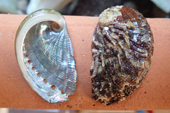 Haliotis tuberculata tuberculata