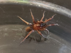 Myrmekiaphila comstocki