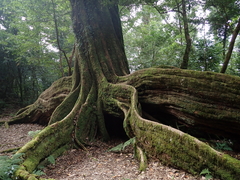 Castanopsis carlesii