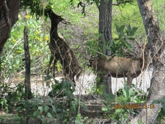 Rusa timorensis