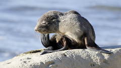 Arctocephalus