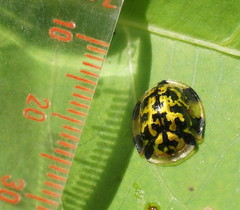 Aspidimorpha maculatissima