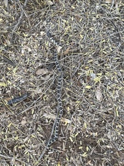 Lampropeltis splendida