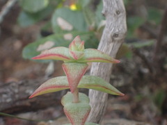 Crassula perforata