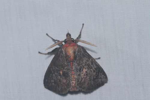 Natada pucara