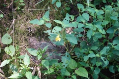 Impatiens yilingiana