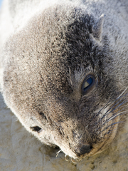 Arctocephalus