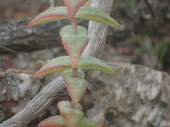Crassula perforata