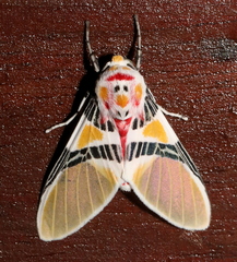 Idalus herois
