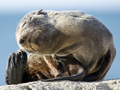 Arctocephalus