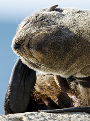 Arctocephalus