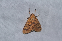 Eriostepta fulvescens