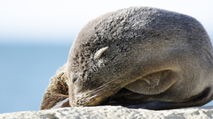 Arctocephalus