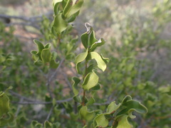 Euclea undulata